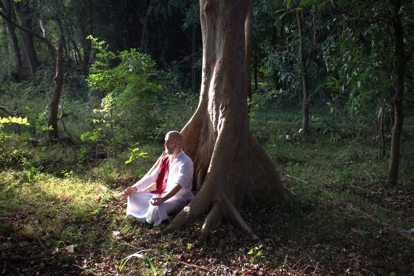Jayakrishna-ji en méditation au pied d’un grand arbre.