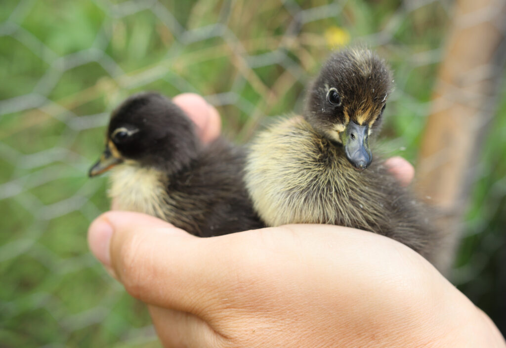 Deux canards à Navayuga